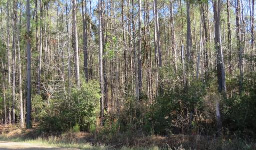 Photo of UNDER CONTRACT!  12 Acres of Timber and Residential Land For Sale in Bladen County NC!