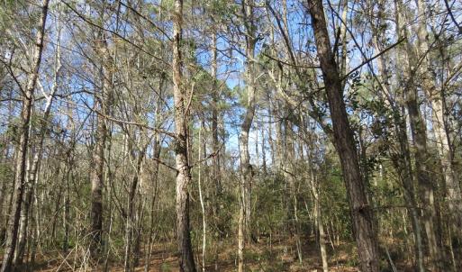 Photo of UNDER CONTRACT!  193 Acres of Farm and Timber Land For Sale in Columbus County NC!