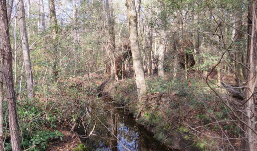 Photo of UNDER CONTRACT!  193 Acres of Farm and Timber Land For Sale in Columbus County NC!