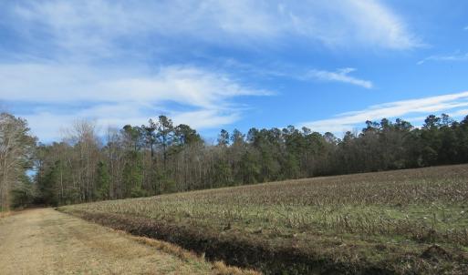 Photo of UNDER CONTRACT!  193 Acres of Farm and Timber Land For Sale in Columbus County NC!