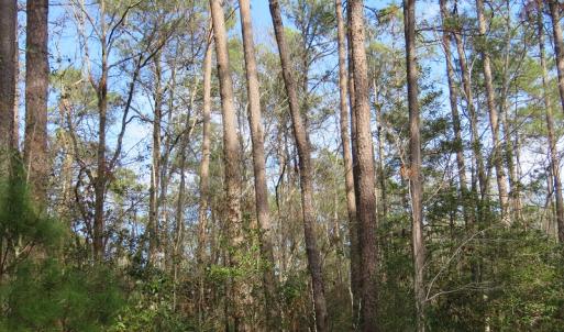 Photo of UNDER CONTRACT!  193 Acres of Farm and Timber Land For Sale in Columbus County NC!