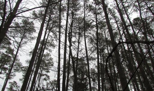Photo of UNDER CONTRACT!  18  Acres of Waterfront Property For Sale in Mathews County Virginia!