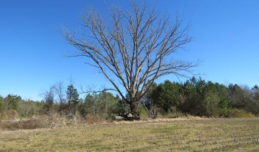Photo of SOLD!  50 Acres of Farm and Timber Land For Sale in Cumberland County NC!
