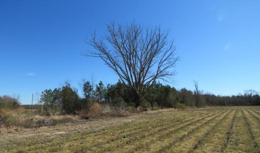 Photo of SOLD!  50 Acres of Farm and Timber Land For Sale in Cumberland County NC!