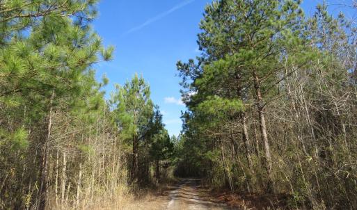 Photo of UNDER CONTRACT!  1383 Acres of Timber and Farm Land For Sale in Robeson County NC!