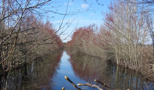 Photo of UNDER CONTRACT!  1383 Acres of Timber and Farm Land For Sale in Robeson County NC!