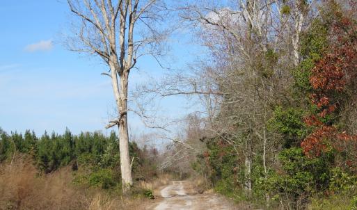 Photo of UNDER CONTRACT!  1383 Acres of Timber and Farm Land For Sale in Robeson County NC!