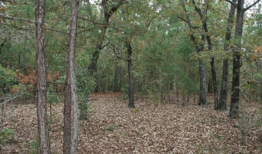 Photo of UNDER CONTRACT!  25 Acres of Hunting Land For Sale in Bladen County NC!