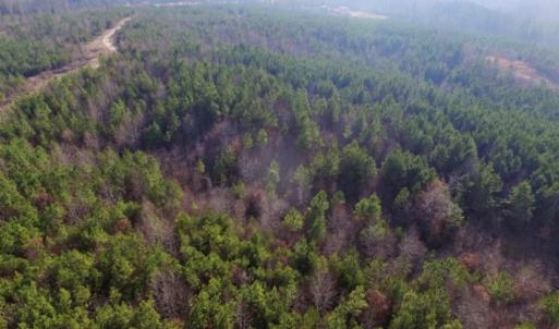Photo of UNDER CONTRACT!  96 Acres of Recreational Land For Sale in Nottoway County VA!
