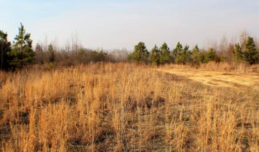 Photo of UNDER CONTRACT!  96 Acres of Recreational Land For Sale in Nottoway County VA!