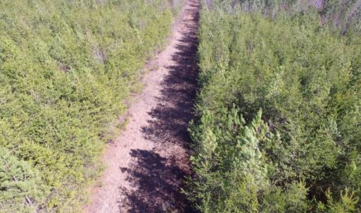 Photo of UNDER CONTRACT!  15 acres of Recreational Land or Sale in Charlotte County VA!