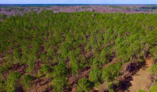 Photo of UNDER CONTRACT!  212 Acre Riverfront Hunting Land for Sale in Duplin County NC!