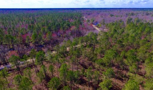 Photo of UNDER CONTRACT!  212 Acre Riverfront Hunting Land for Sale in Duplin County NC!