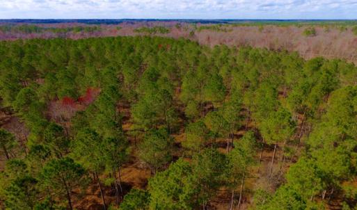 Photo of UNDER CONTRACT!  212 Acre Riverfront Hunting Land for Sale in Duplin County NC!