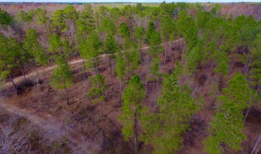Photo of UNDER CONTRACT!  212 Acre Riverfront Hunting Land for Sale in Duplin County NC!