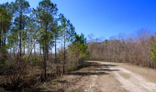 Photo of UNDER CONTRACT!  212 Acre Riverfront Hunting Land for Sale in Duplin County NC!