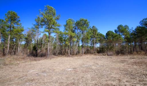 Photo of UNDER CONTRACT!  212 Acre Riverfront Hunting Land for Sale in Duplin County NC!