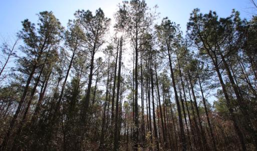 Photo of UNDER CONTRACT!  212 Acre Riverfront Hunting Land for Sale in Duplin County NC!