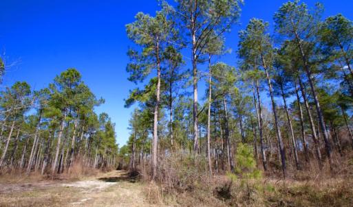 Photo of UNDER CONTRACT!  212 Acre Riverfront Hunting Land for Sale in Duplin County NC!