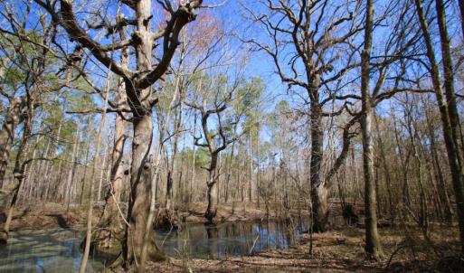 Photo of UNDER CONTRACT!  212 Acre Riverfront Hunting Land for Sale in Duplin County NC!
