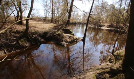 Photo of UNDER CONTRACT!  212 Acre Riverfront Hunting Land for Sale in Duplin County NC!