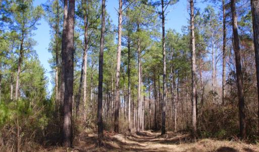 Photo of UNDER CONTRACT!  212 Acre Riverfront Hunting Land for Sale in Duplin County NC!