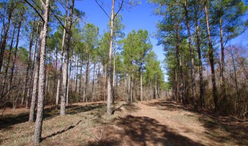 Photo of UNDER CONTRACT!  212 Acre Riverfront Hunting Land for Sale in Duplin County NC!