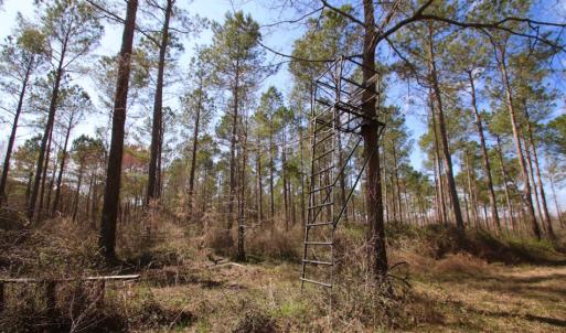 Photo of UNDER CONTRACT!  212 Acre Riverfront Hunting Land for Sale in Duplin County NC!