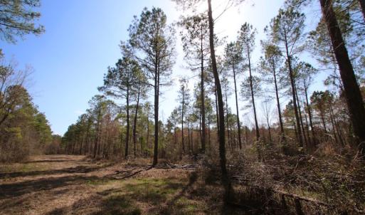 Photo of UNDER CONTRACT!  212 Acre Riverfront Hunting Land for Sale in Duplin County NC!