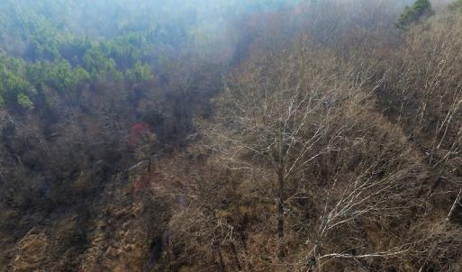 Photo of SOLD!  43 Acres of Recreational Land For Sale in Nottoway County VA!