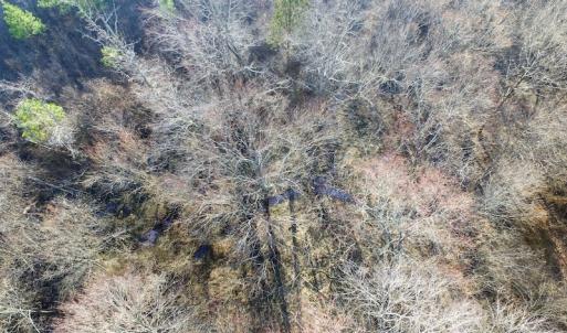 Photo of SOLD!  43 Acres of Recreational Land For Sale in Nottoway County VA!
