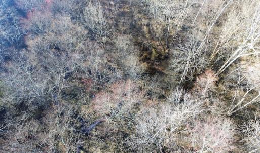 Photo of SOLD!  43 Acres of Recreational Land For Sale in Nottoway County VA!