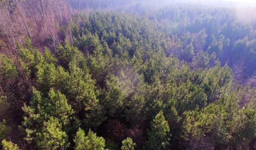 Photo of SOLD!  43 Acres of Recreational Land For Sale in Nottoway County VA!