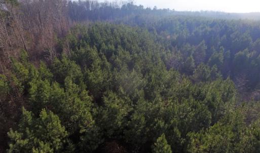 Photo of SOLD!  43 Acres of Recreational Land For Sale in Nottoway County VA!