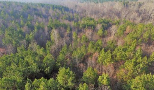 Photo of SOLD!  43 Acres of Recreational Land For Sale in Nottoway County VA!