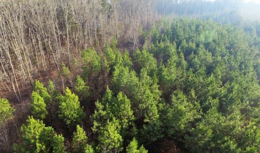 Photo of SOLD!  43 Acres of Recreational Land For Sale in Nottoway County VA!