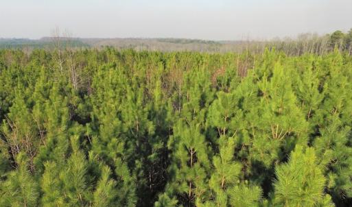 Photo of SOLD!  43 Acres of Recreational Land For Sale in Nottoway County VA!