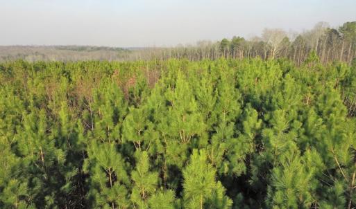 Photo of SOLD!  43 Acres of Recreational Land For Sale in Nottoway County VA!