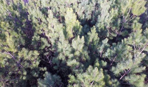 Photo of SOLD!  43 Acres of Recreational Land For Sale in Nottoway County VA!