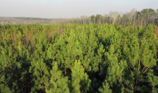 Photo of SOLD!  43 Acres of Recreational Land For Sale in Nottoway County VA!