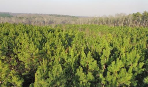 Photo of SOLD!  43 Acres of Recreational Land For Sale in Nottoway County VA!