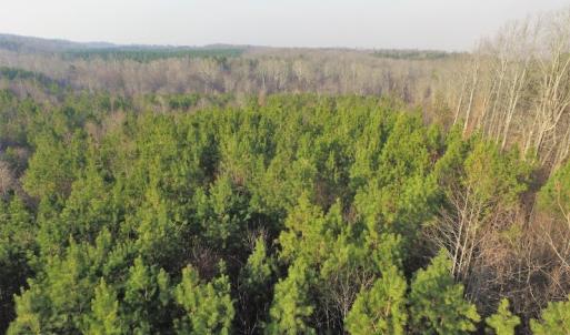 Photo of SOLD!  43 Acres of Recreational Land For Sale in Nottoway County VA!