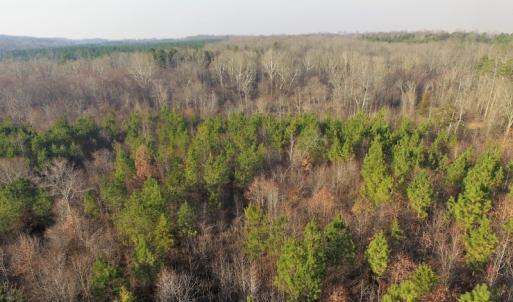 Photo of SOLD!  43 Acres of Recreational Land For Sale in Nottoway County VA!