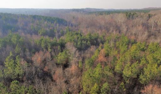 Photo of SOLD!  43 Acres of Recreational Land For Sale in Nottoway County VA!
