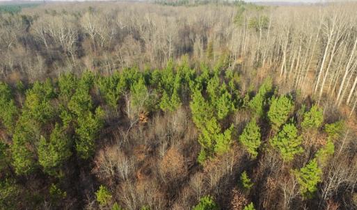 Photo of SOLD!  43 Acres of Recreational Land For Sale in Nottoway County VA!