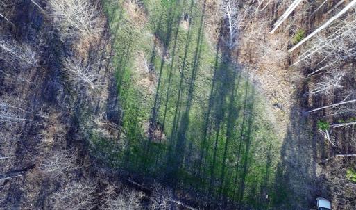 Photo of SOLD!  43 Acres of Recreational Land For Sale in Nottoway County VA!