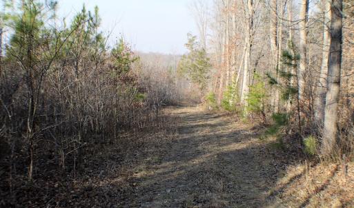 Photo of SOLD!  43 Acres of Recreational Land For Sale in Nottoway County VA!