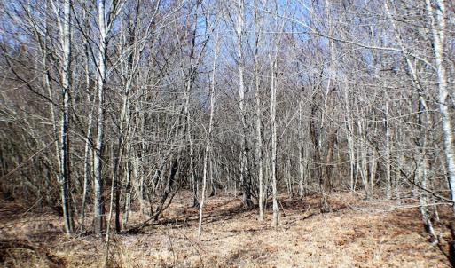Photo of UNDER CONTRACT!  23.9 Acres of Recreational Land For Sale in Goochland Co VA!