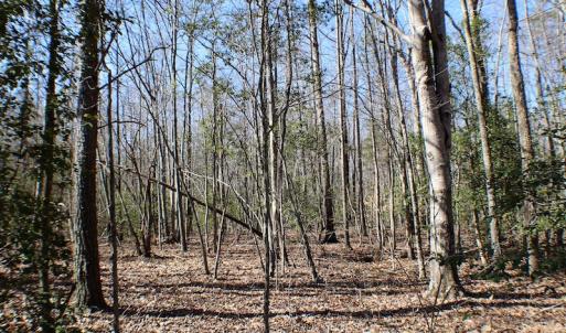 Photo of UNDER CONTRACT!  23.9 Acres of Recreational Land For Sale in Goochland Co VA!