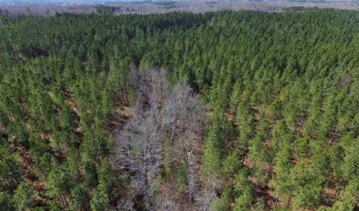 Photo of 45.55 Acres of Recreational Land For Sale in Mecklenburg Co VA!